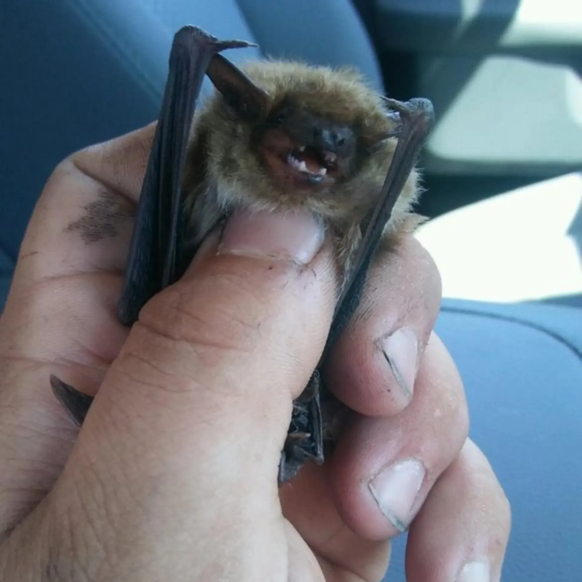 Michigan Wildlife Solutions - A person is holding a small bat in their hand