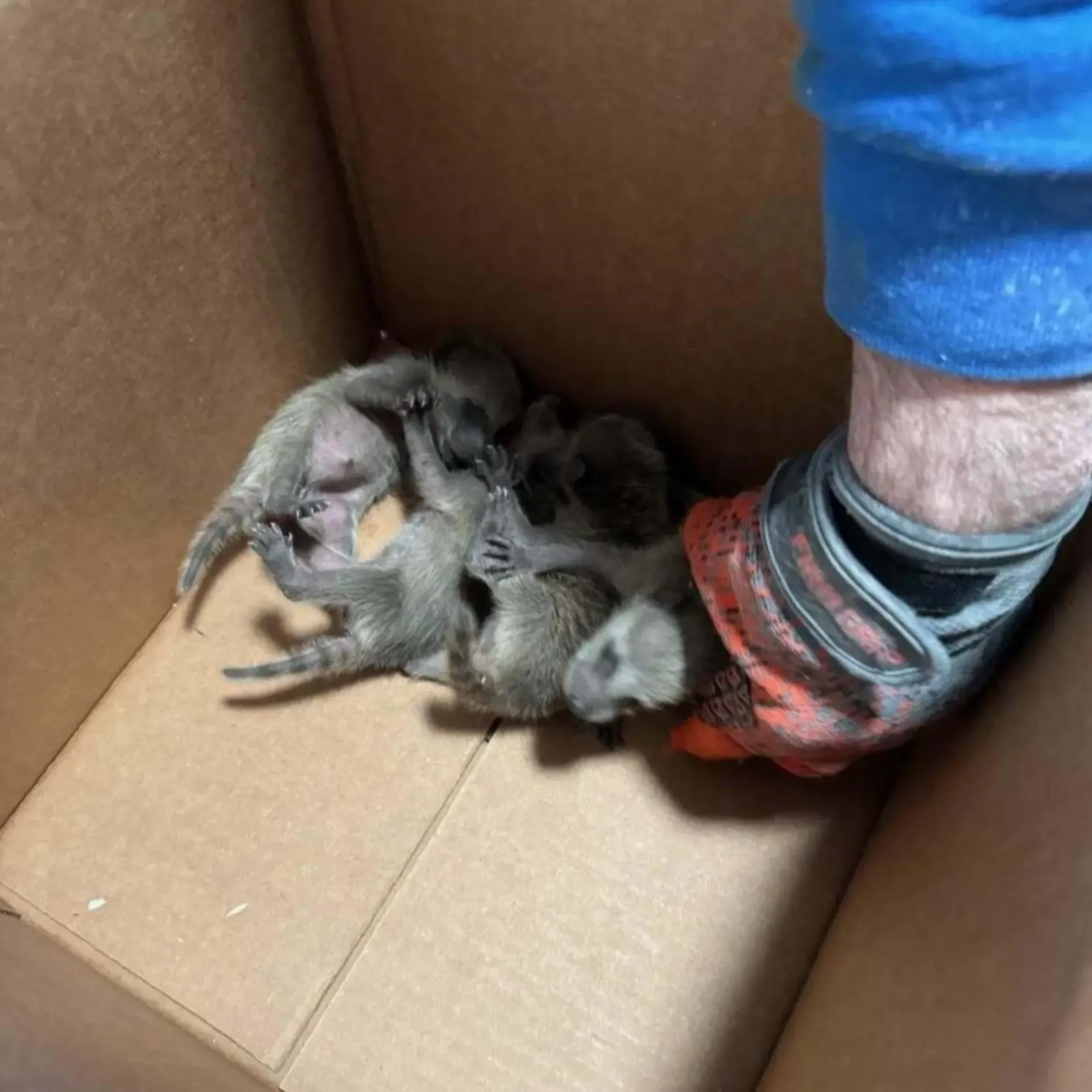Michigan Wildlife Solutions - A person is holding a bunch of kittens in a cardboard box.