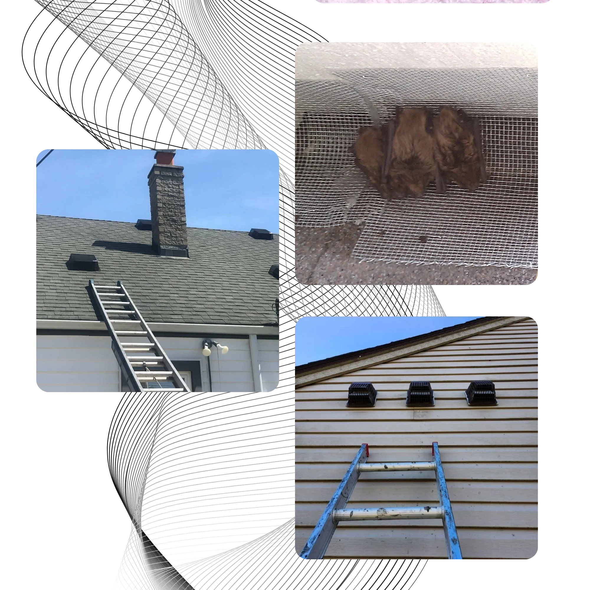 Wildlife Damage Control | Michigan Wildlife Solutions