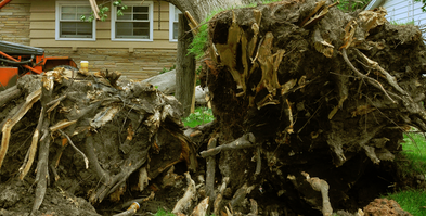 A large pile of tree roots in front of a house.