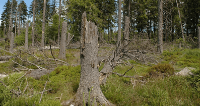 A tree stump in the middle of a forest.