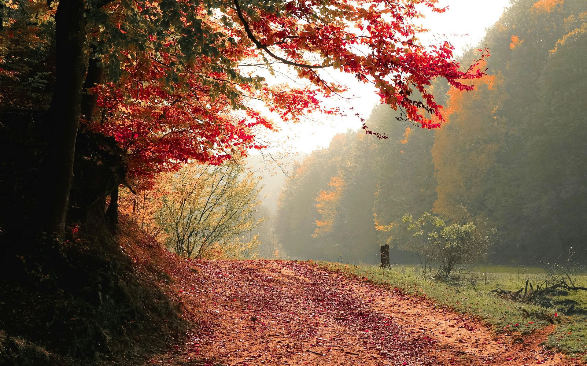 A path in the woods with leaves on the ground