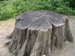 A large tree stump is sitting on the ground in the middle of a forest.