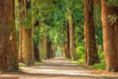A path lined with trees in a forest.