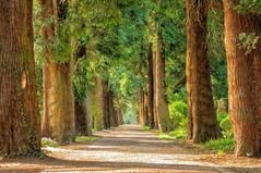 A path lined with trees in a forest.