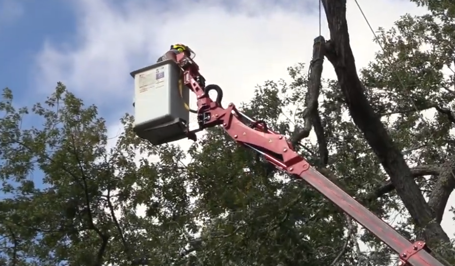 A person is cutting a tree with a crane.