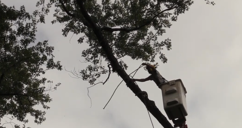 A man in a bucket is cutting a tree branch.