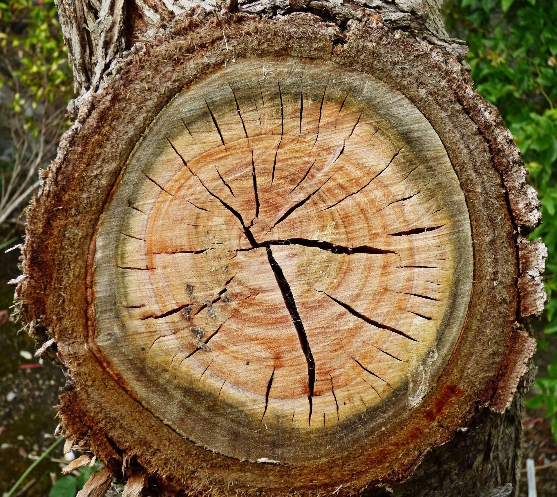 Si definisce massello, o massegno, qualsiasi porzione di legno ricavata dal tronco dell’albero.