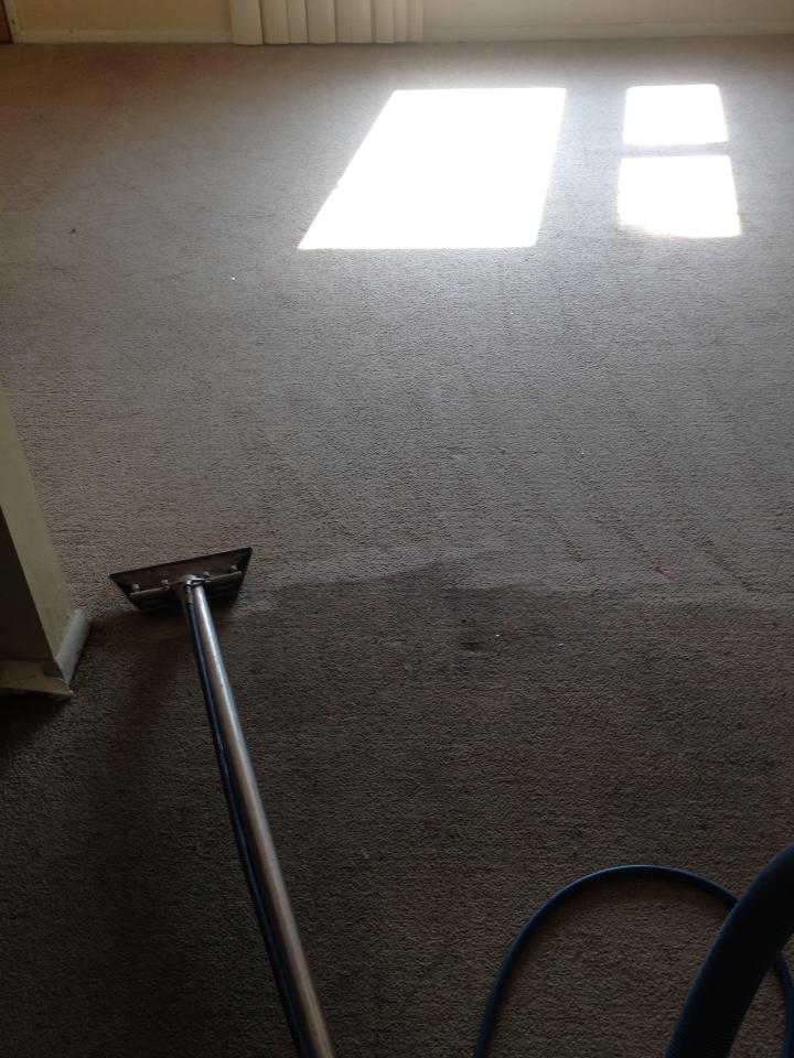 carpet cleaning in process AAA Spectrum Carpet & Upholstery Cleaning Getzville NY