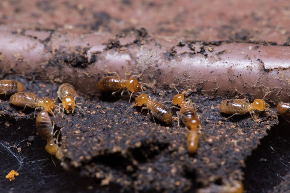 Close-up image of termites crawling on soil & a piece of decaying wood or pipe, showing infestation