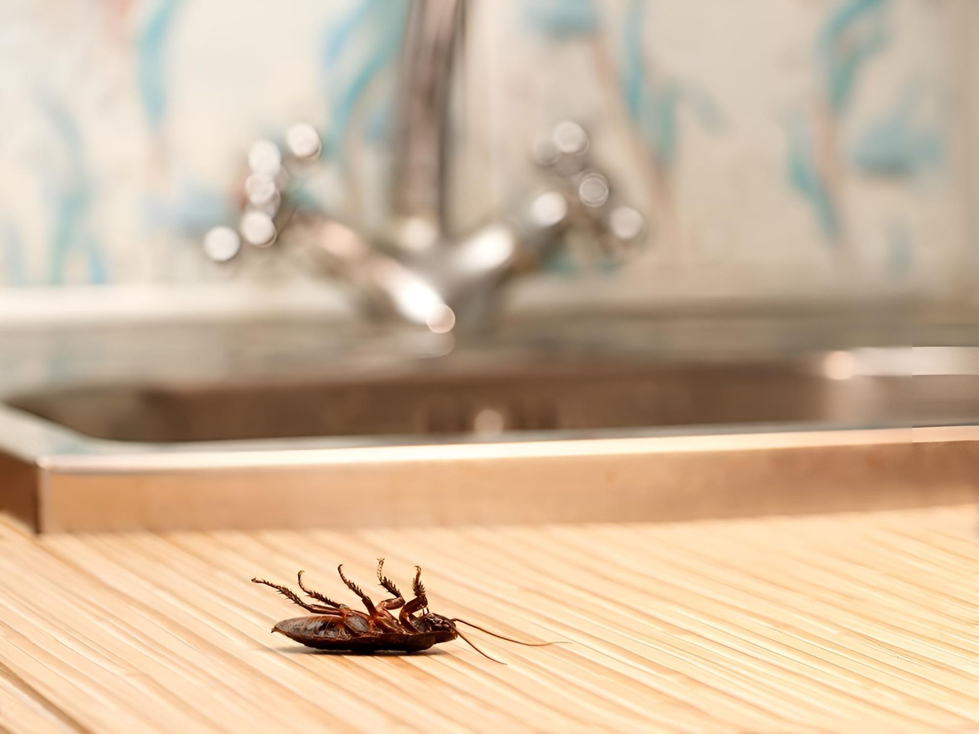 A Cockroach Is Laying On A Wooden Table In Front Of A Kitchen Sink — Suncoast Termite & Pest In Nambour, QLD