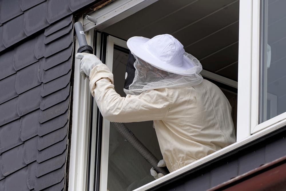 A Man In A Bee Suit Is Looking Out Of A Window — Suncoast Termite & Pest In Nambour, QLD