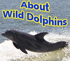 dolphin tours orange beach fl