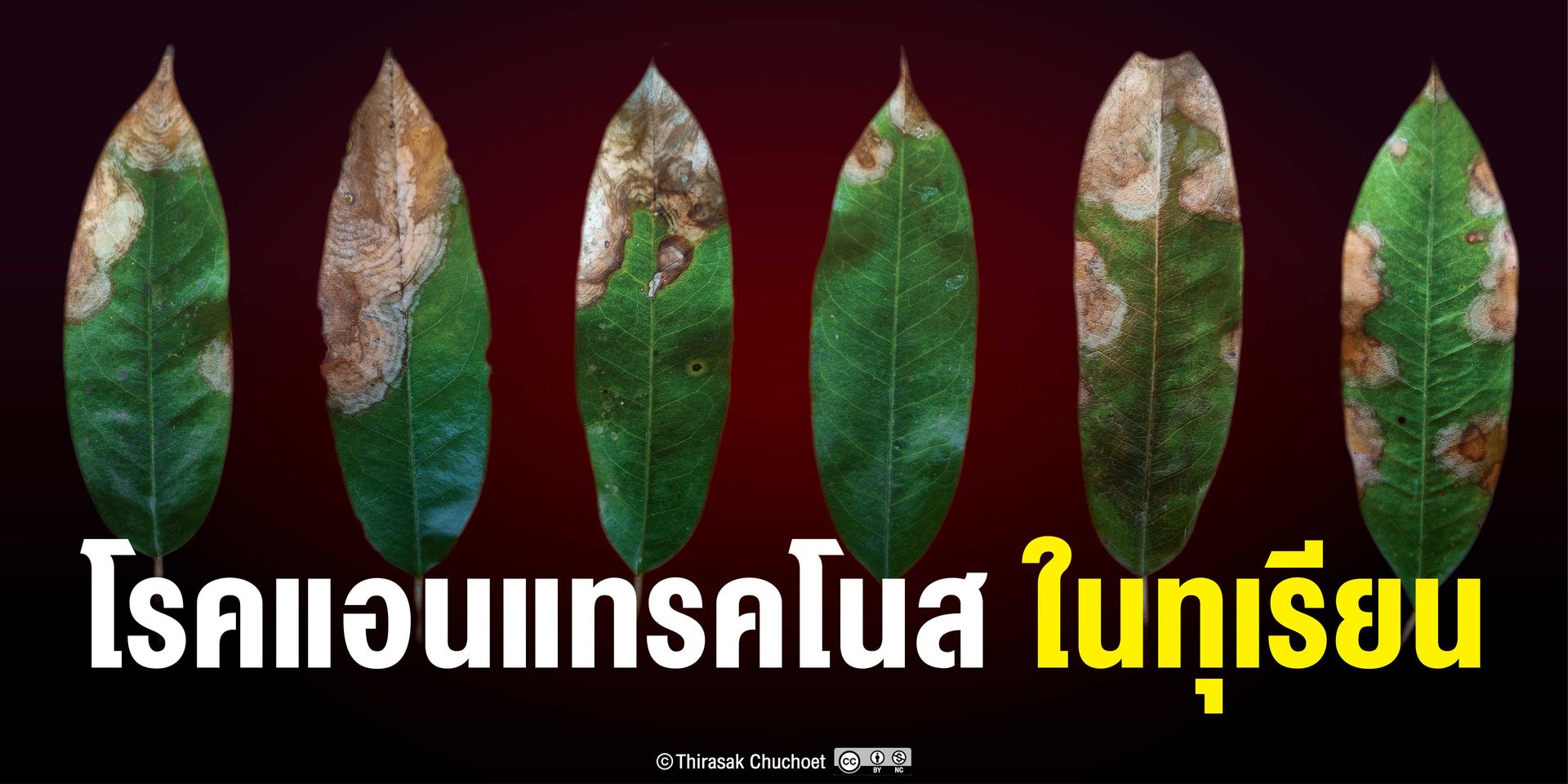โรคใบไหม้แอนแทรคโนสในทุเรียน สาเหตุจากเชื้อรา คอลเลทโททริคั่ม​ (Colletotrichum spp.)