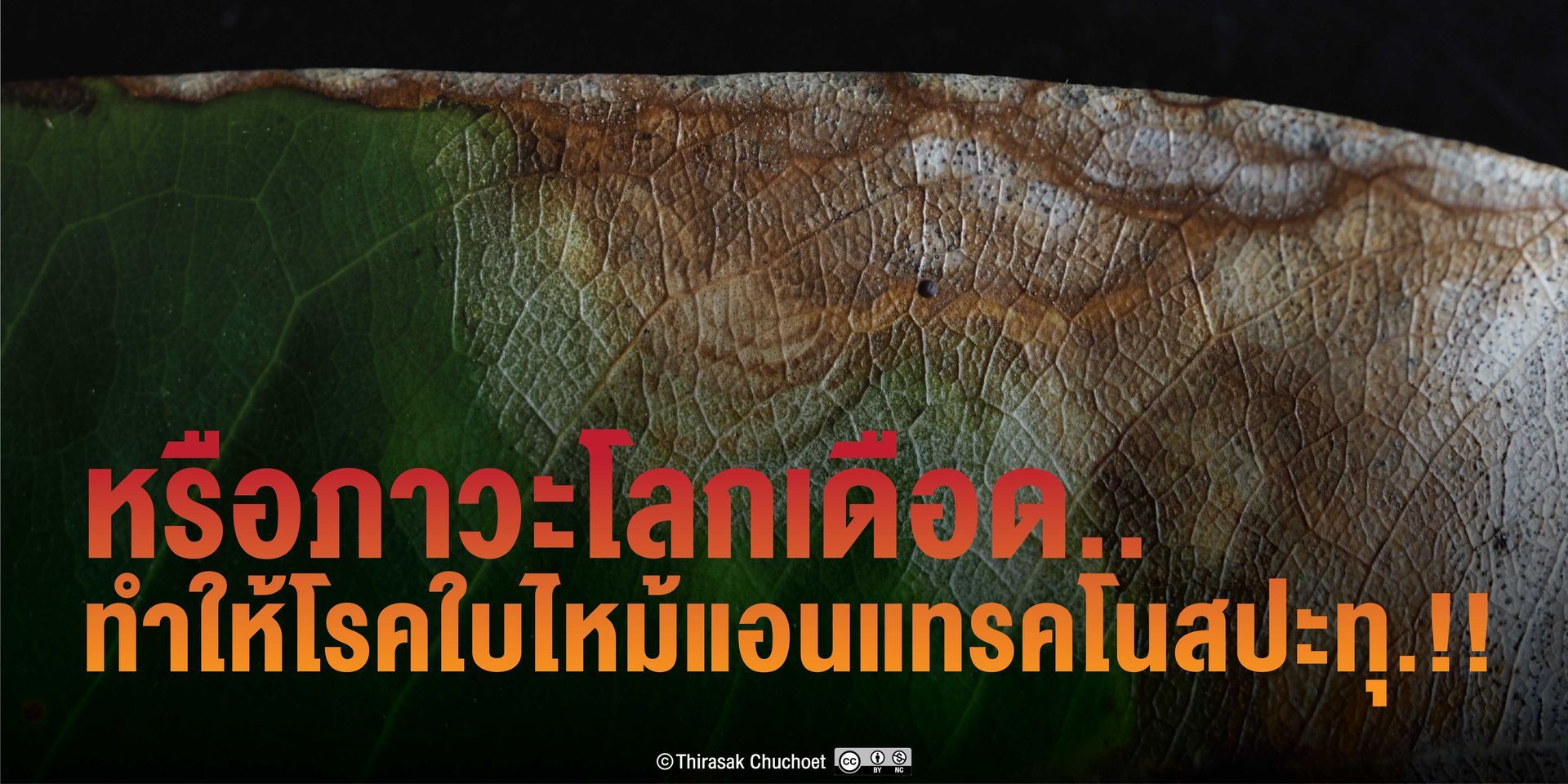 หรือโลกเดือด.!! ทำให้โรคใบไหม้แอนแทรคโนสปะทุ