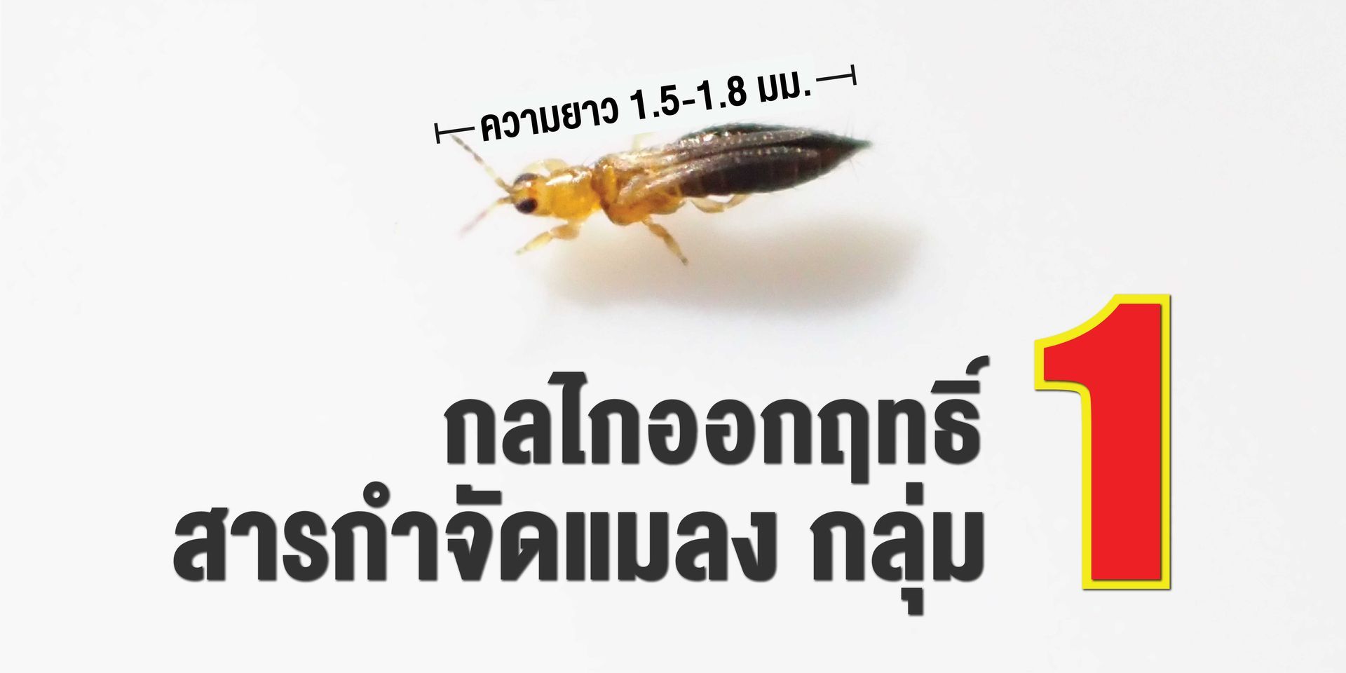 ยาแมลง กลุ่ม 1 ออกฤทธิ์โดยเข้าจับกับเอนไซม์อะซิทิลโคลีนเอสเทอเรสและมีผลยับยั้งการทำงานของเอนไซม์