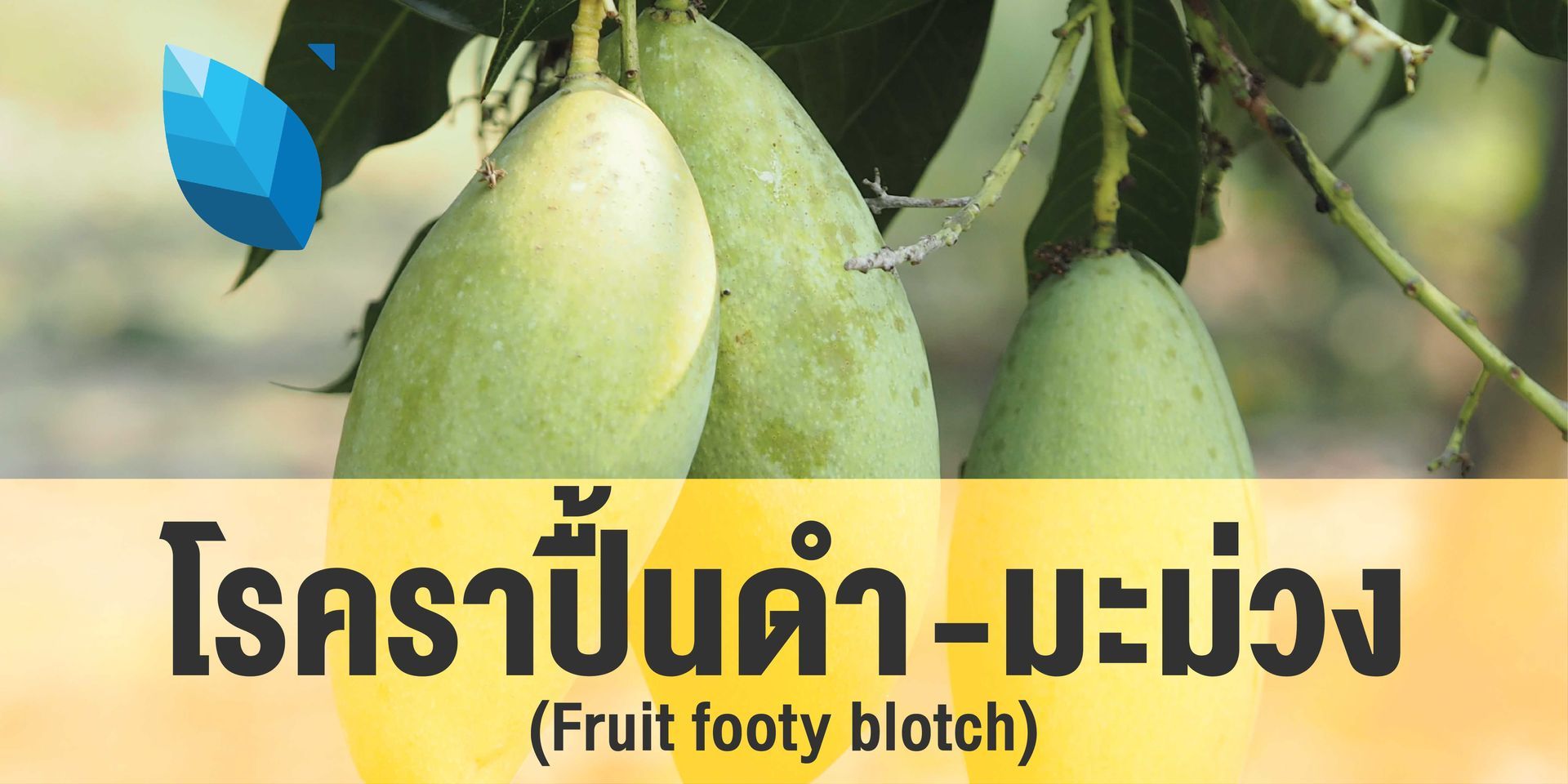 โรคราปื้นดำบนผลมะม่วง เป็นโรคที่พบได้ทั่วไปในแหล่งปลูกมะม่วง โดยเฉพาะอย่างยิ่งในสภาพแวดล้อมที่มีความ