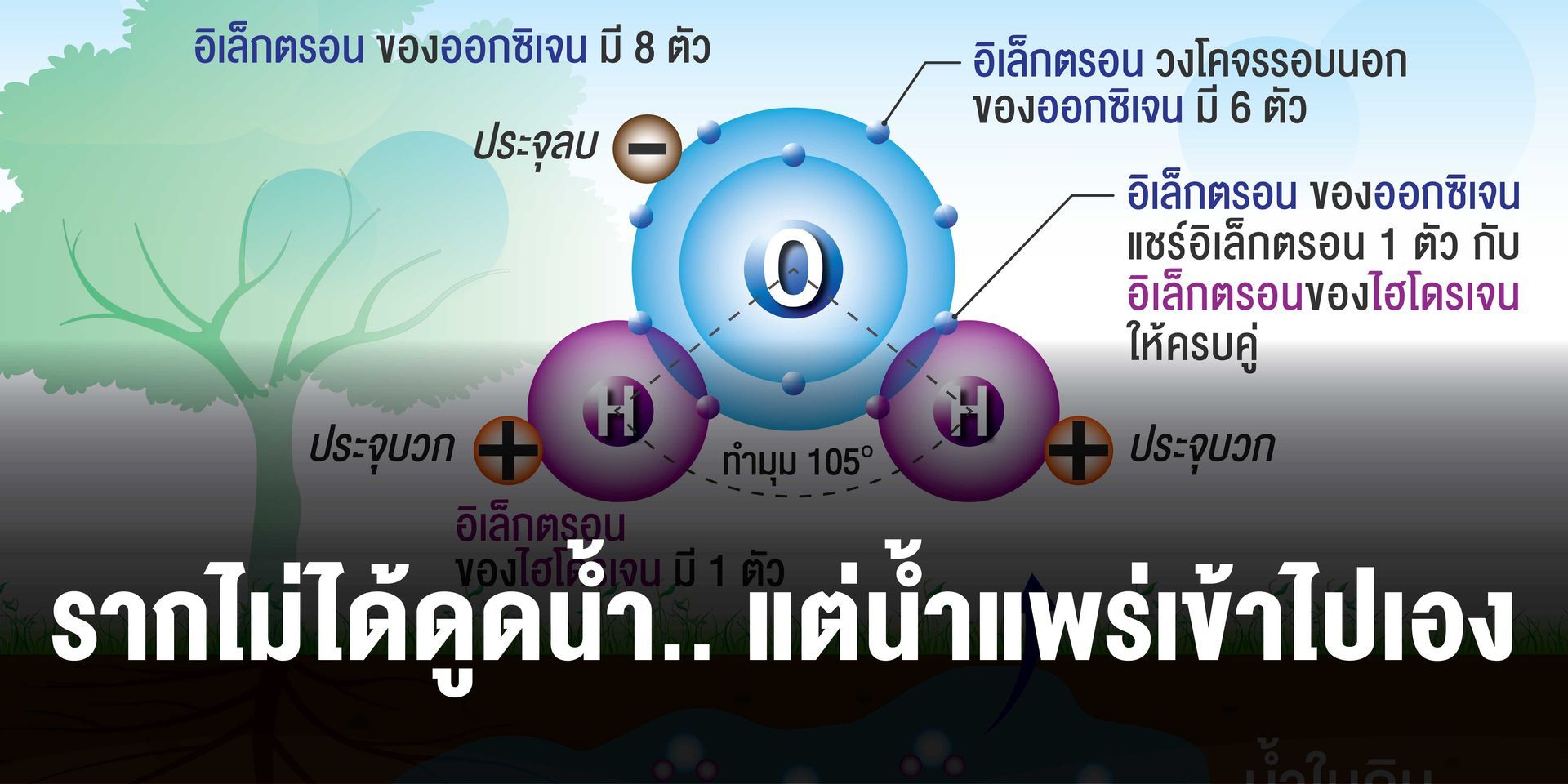 น้ำในดินแพร่เข้าสู่รากโดยอาศัยหลักการแพร่ของน้ำ มิใช่เกิดจากการดูดน้ำของรากพืช