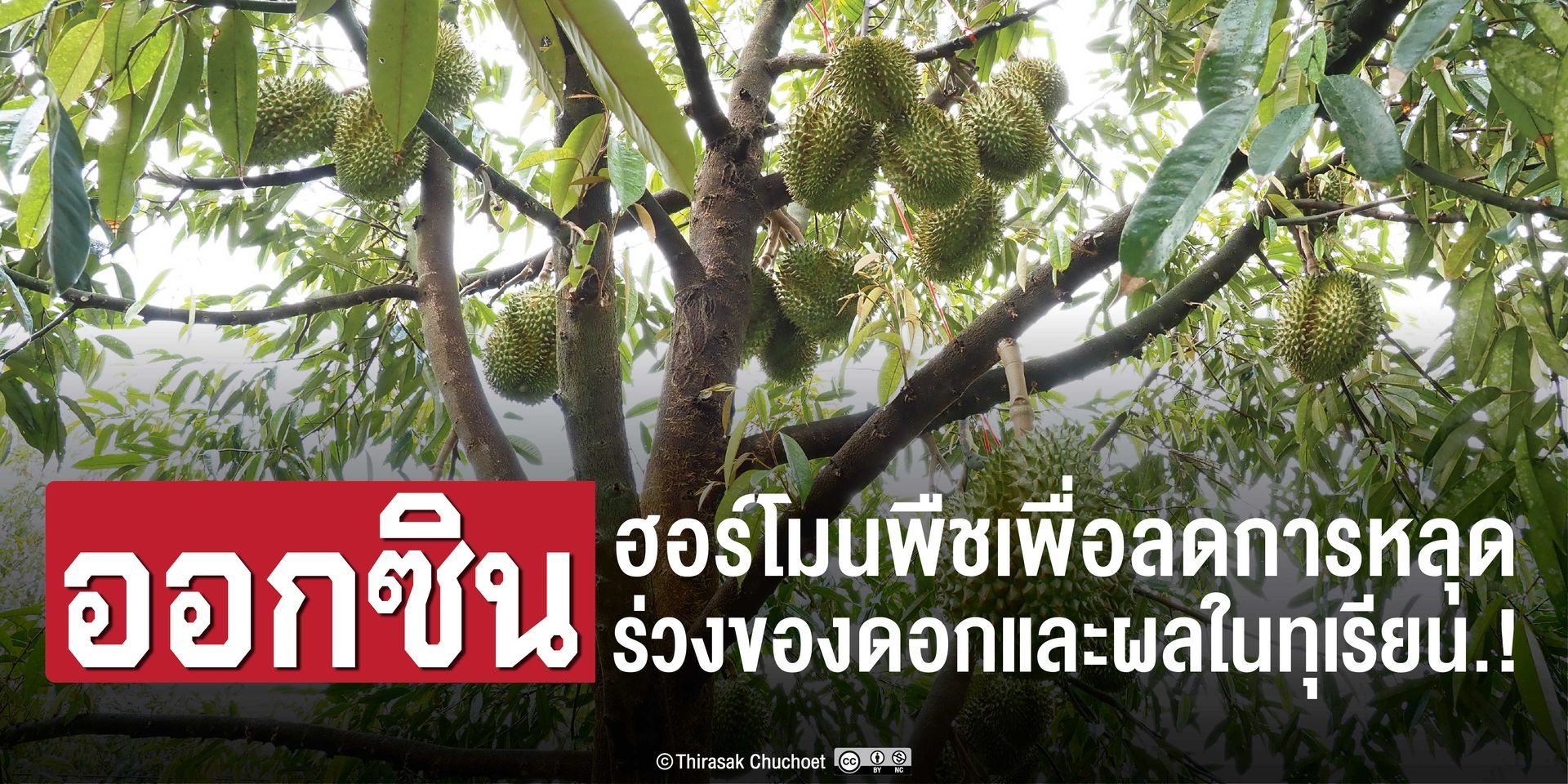 การใช้ฮอร์โมนพืชเสมือนดาบ​ 2 คม​ ใช้น้อยไม่เกิดผล​-ใช้มากโทษอนันต์​ และไม่มีสารใดเพียงชนิดเดียวให้ผล