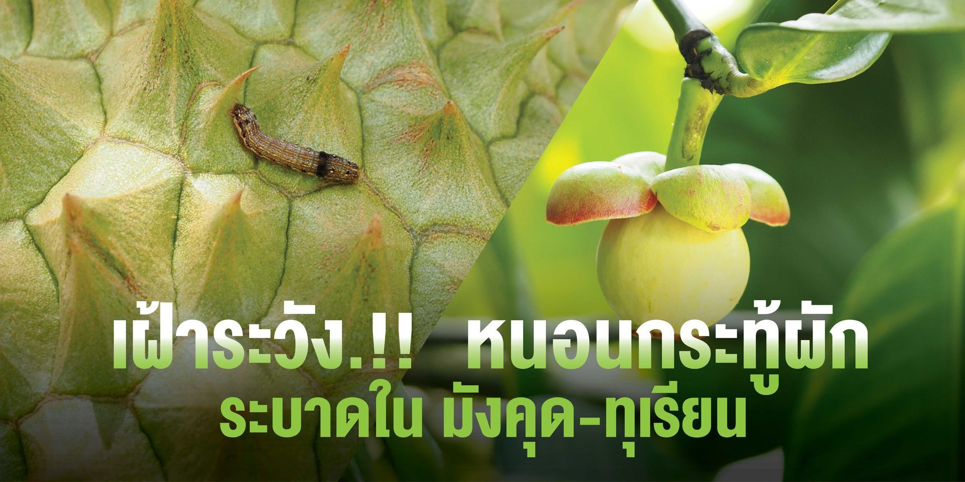 หนอนกระทู้ผัก มีพฤติกรรมไม่เลือกพืชอาหารมากนัก ปรับตัวกินพืชได้มากและดื้อยาได้ง่าย