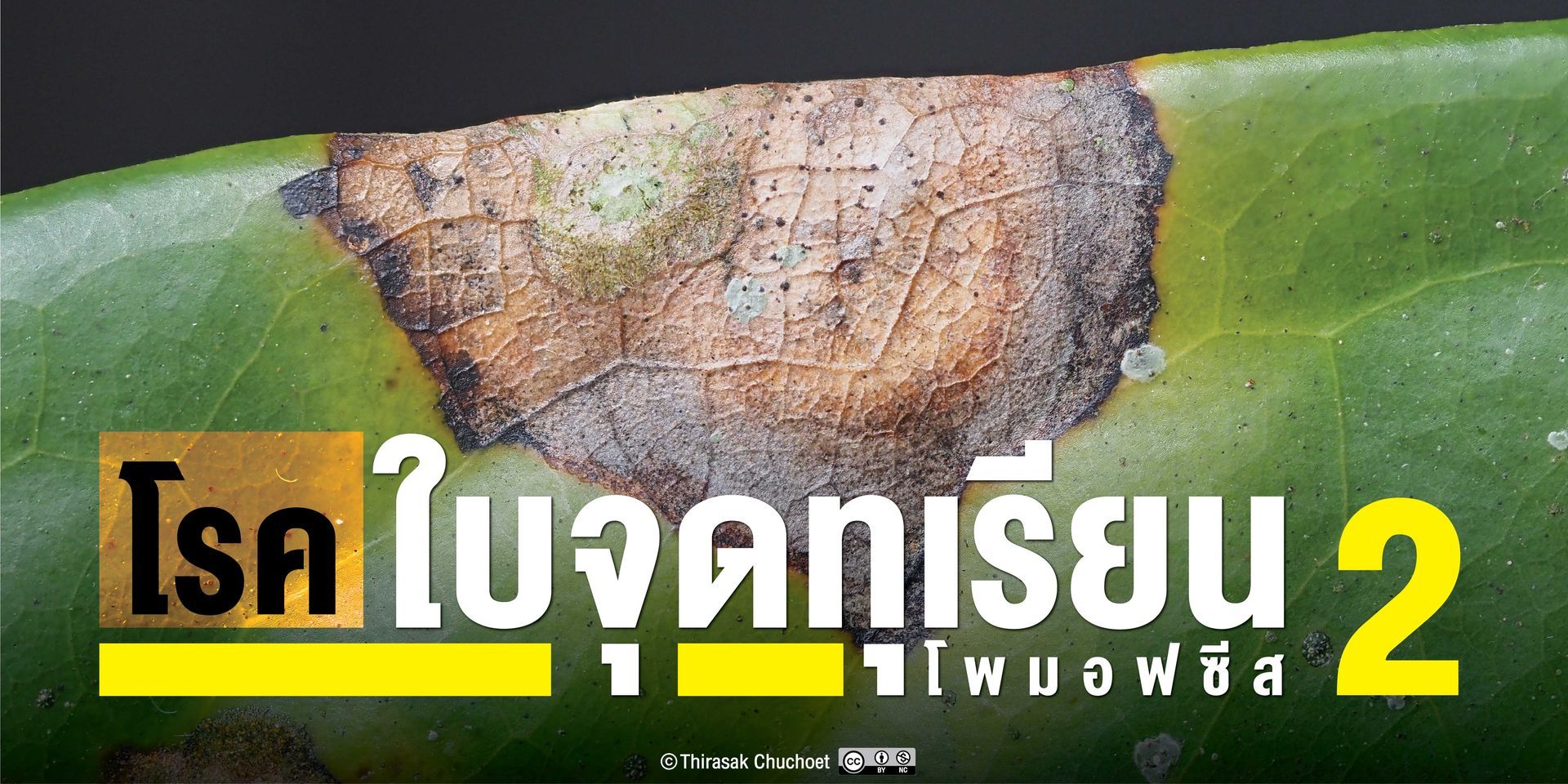 ชีววิทยาของเชื้อราโพมอฟซีสและการป้องกันกำจัดโรคใบจุด-ขอบใบไหม้ในทุเรียน