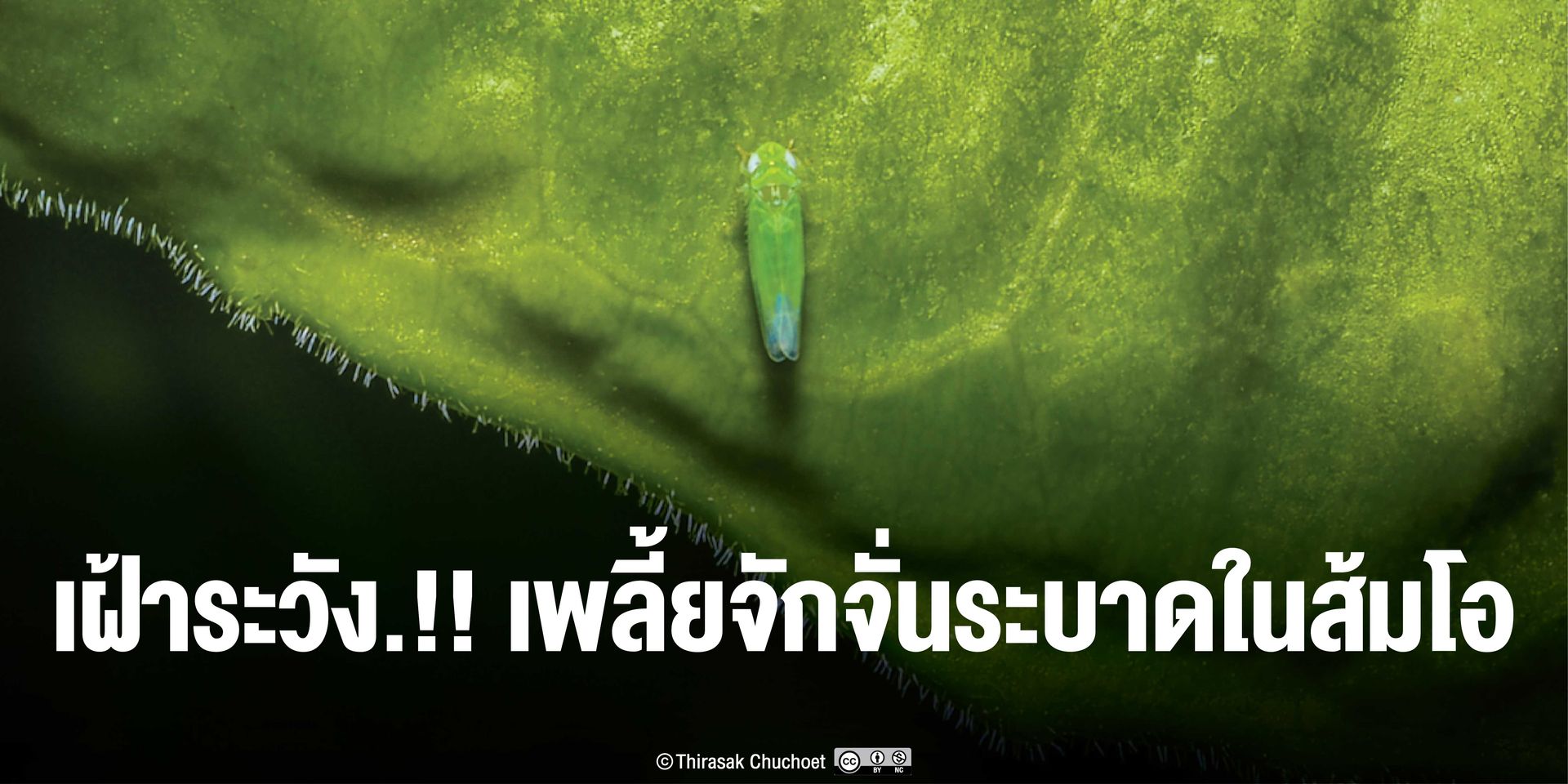 เพลี้ยจักจั่นชาสีเขียว​ หรือเพลี้ย​จักจั่น​ละหุ่ง​ ชื่อ​อังกฤษ​ : Tea green leafhopper และ​ Castor b