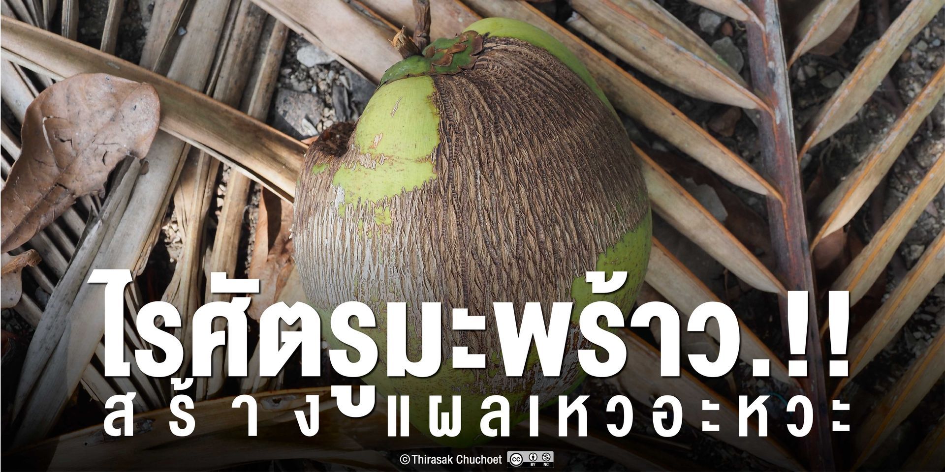 ไรสี่ขาและไรขาว เข้าทำลายผลมะพร้าวตั้งแต่เริ่มติดผล ผลอ่อนและทำให้เกิดแผลขนาดใหญ่เมื่อผลโตขึ้น
