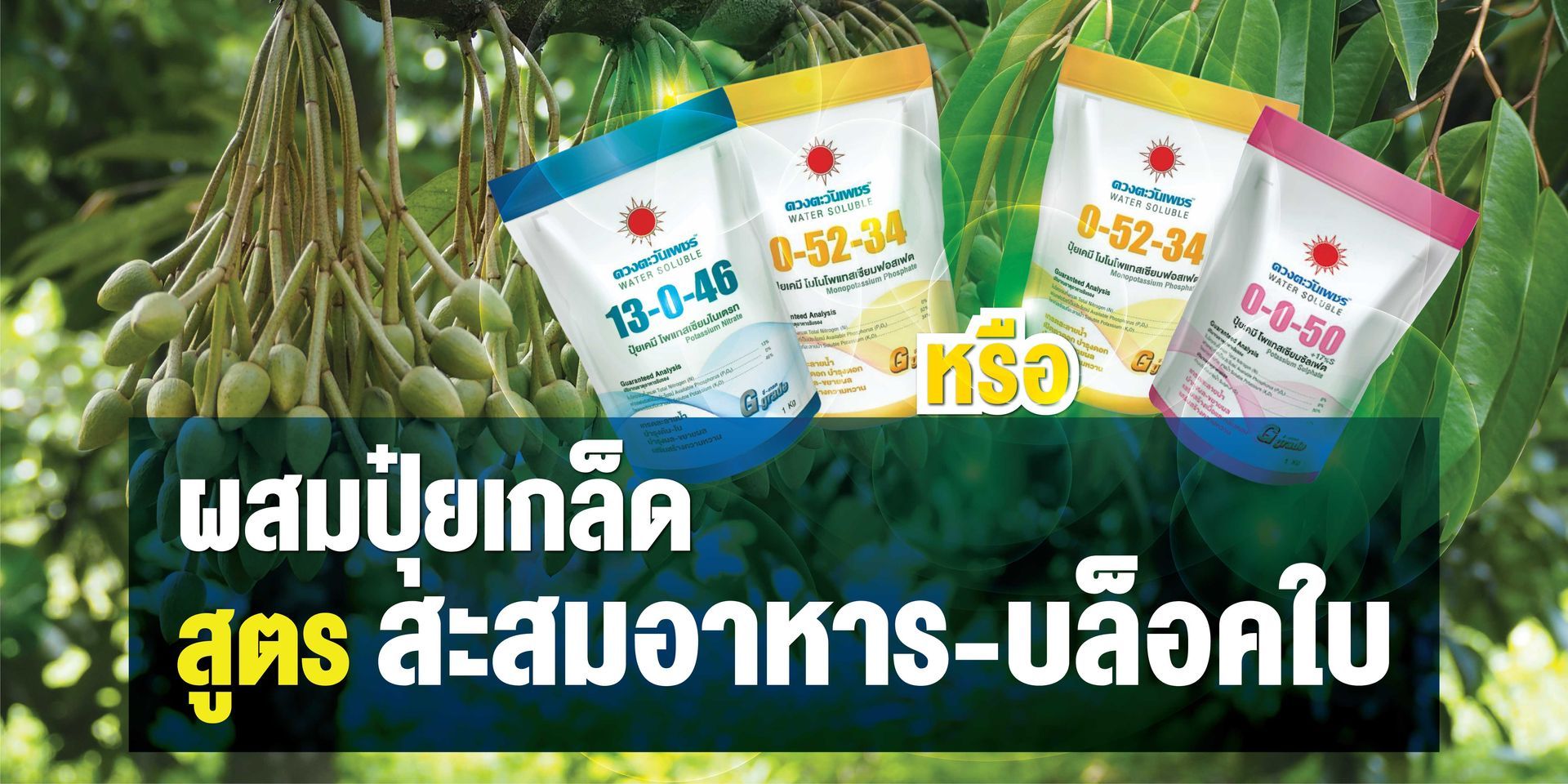 แจกสูตร ผสมปุ๋ยเกล็ดพ่นทางใบโดยใช้แม่ปุ๋ยดวงตะวันเพชร สูตรสะสมอาหารก่อนเปิดตาดอกและสูตรเบรกใบอ่อน