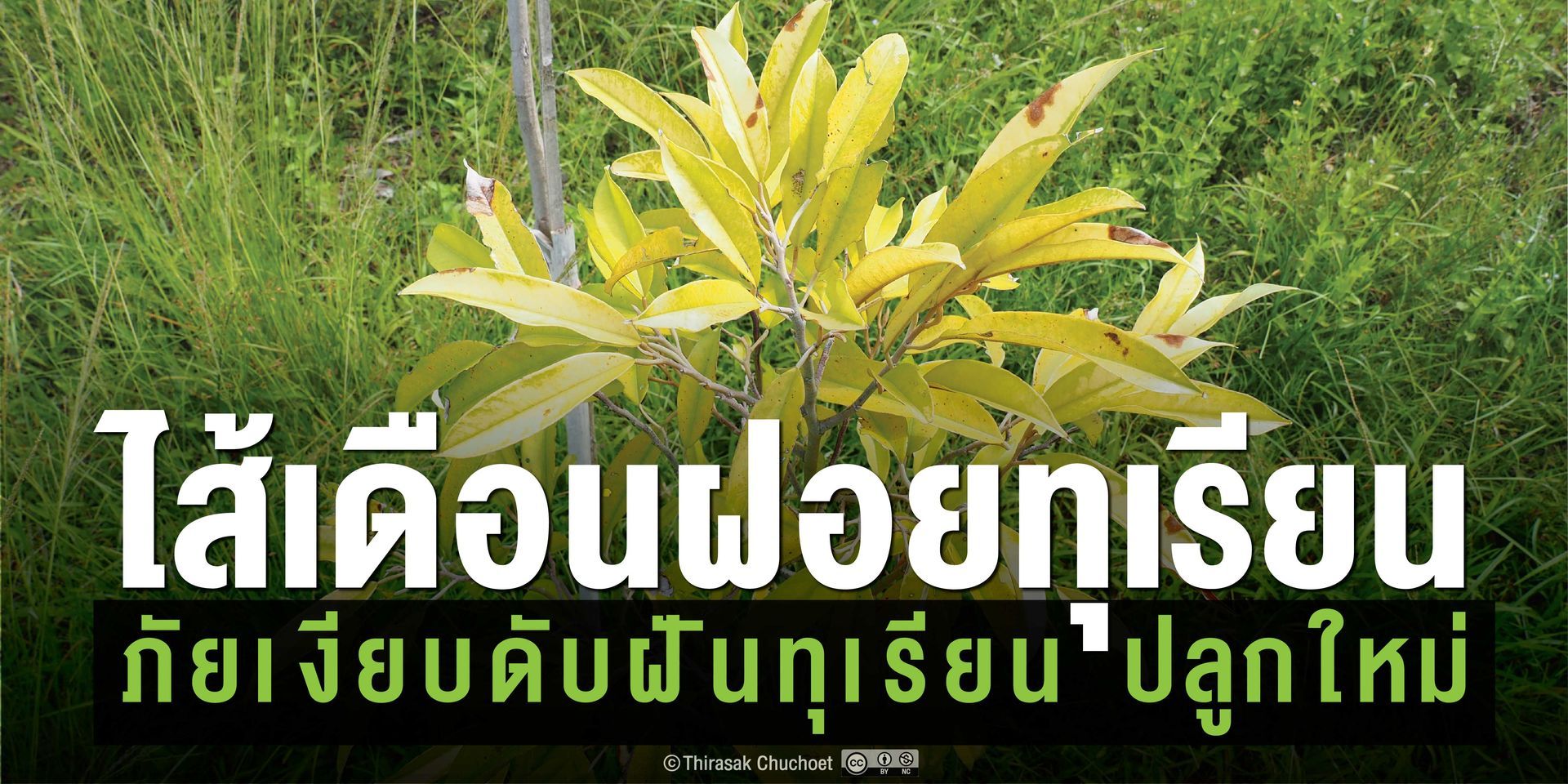 ในระยะแรกอาการคล้ายขาดธาตุอาหาร ต่อมาทุเรียนมักไม่ตอบสนองต่อการใส่ปุ๋ย​