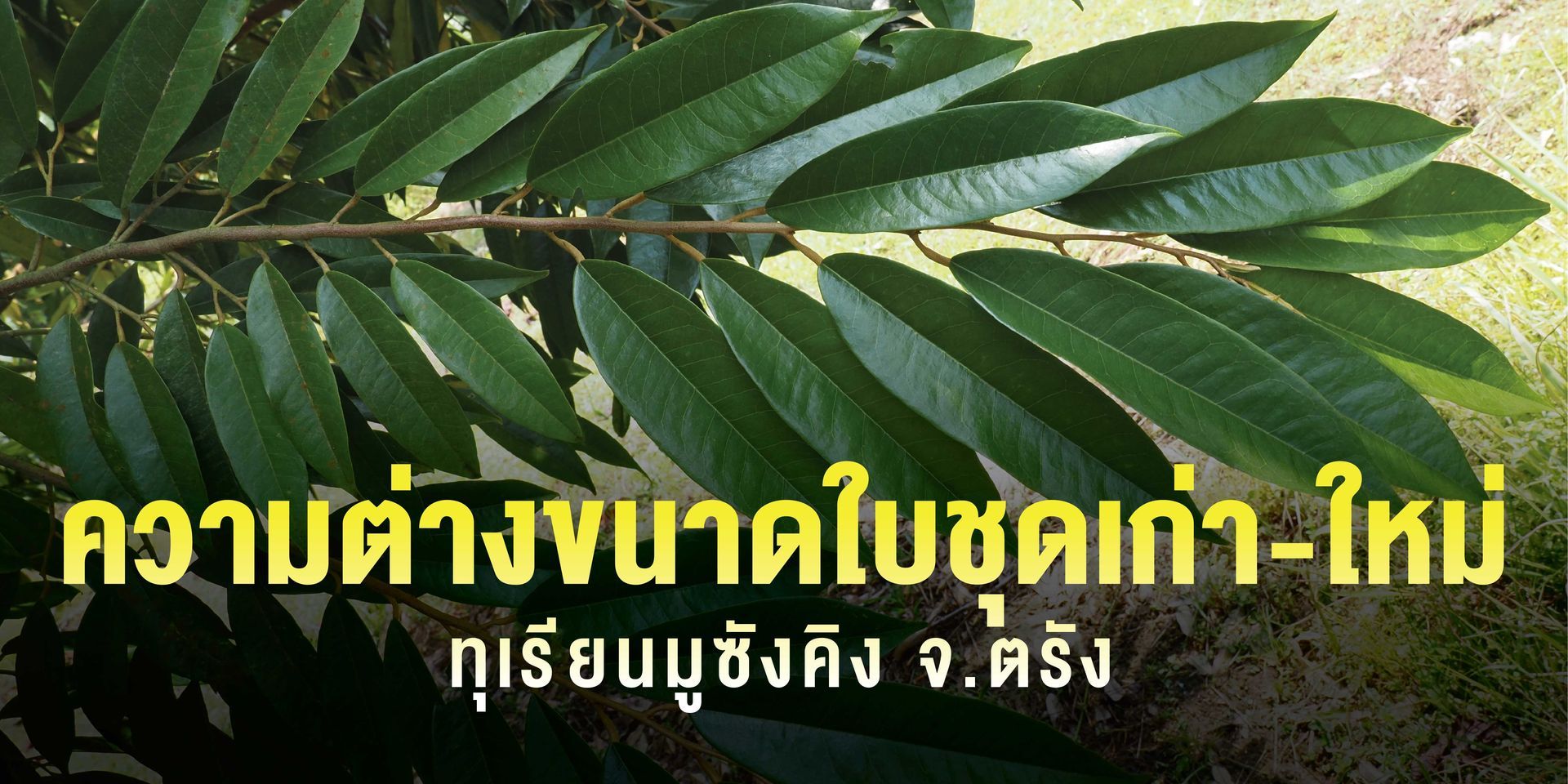 ปัจจัยที่ควบคุมการเจริญเติบโต​ของพืช​ แบ่งออกได้เป็น​ 2 ปัจจัย​ คือ ​ปัจจัยภายในและภายนอก