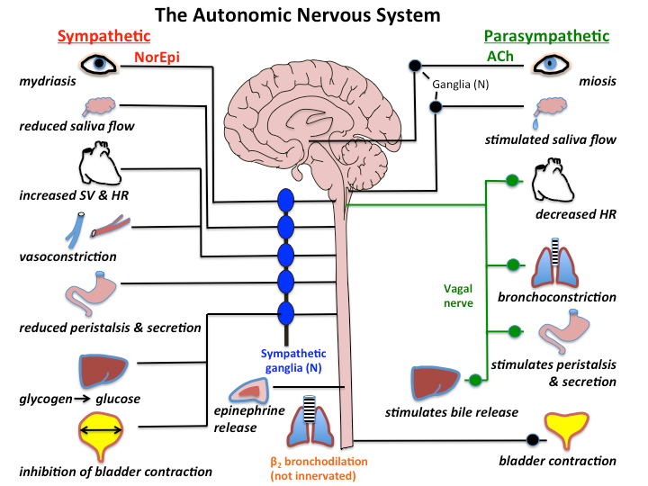 A diagram of the autonomic nervous system showing the sympathetic and parasympathetic nerves
