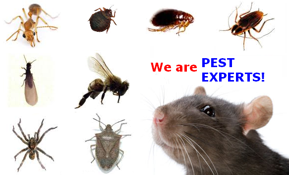 Rodent Control – Mice and Rats - Maine Bed Bugs and Pest Control