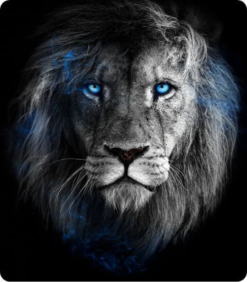 Sunbury Lions Juniors