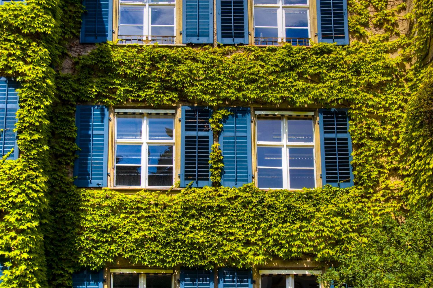 Die Gebäudefassade mit blauen Fensterläden ist mit üppigem grünem Efeu bewachsen.