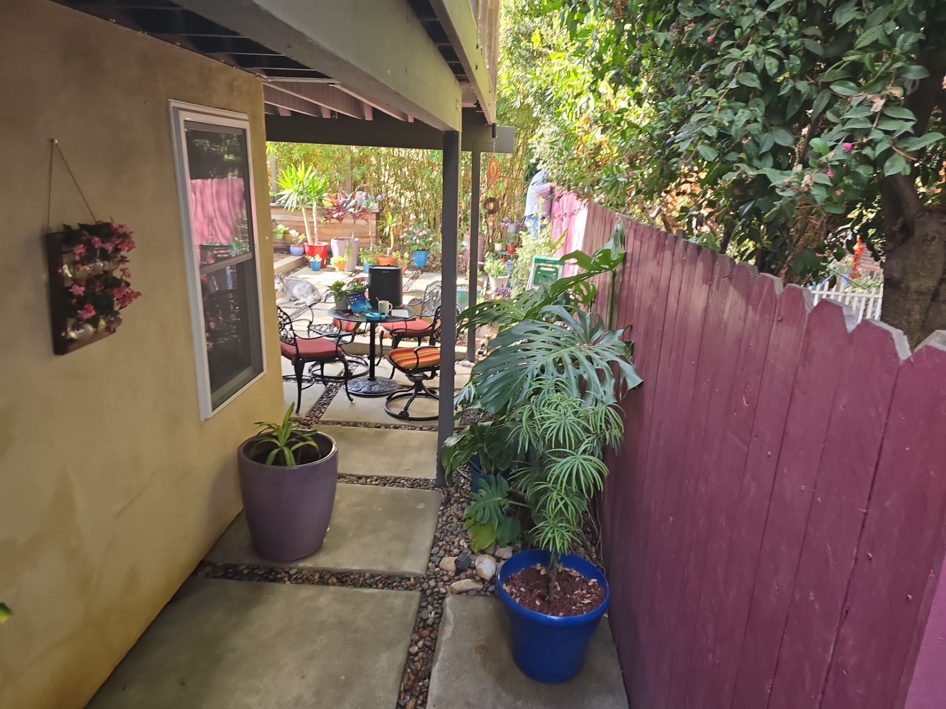 Narrow walkway beside a purple fence, leading to a colorful backyard patio.