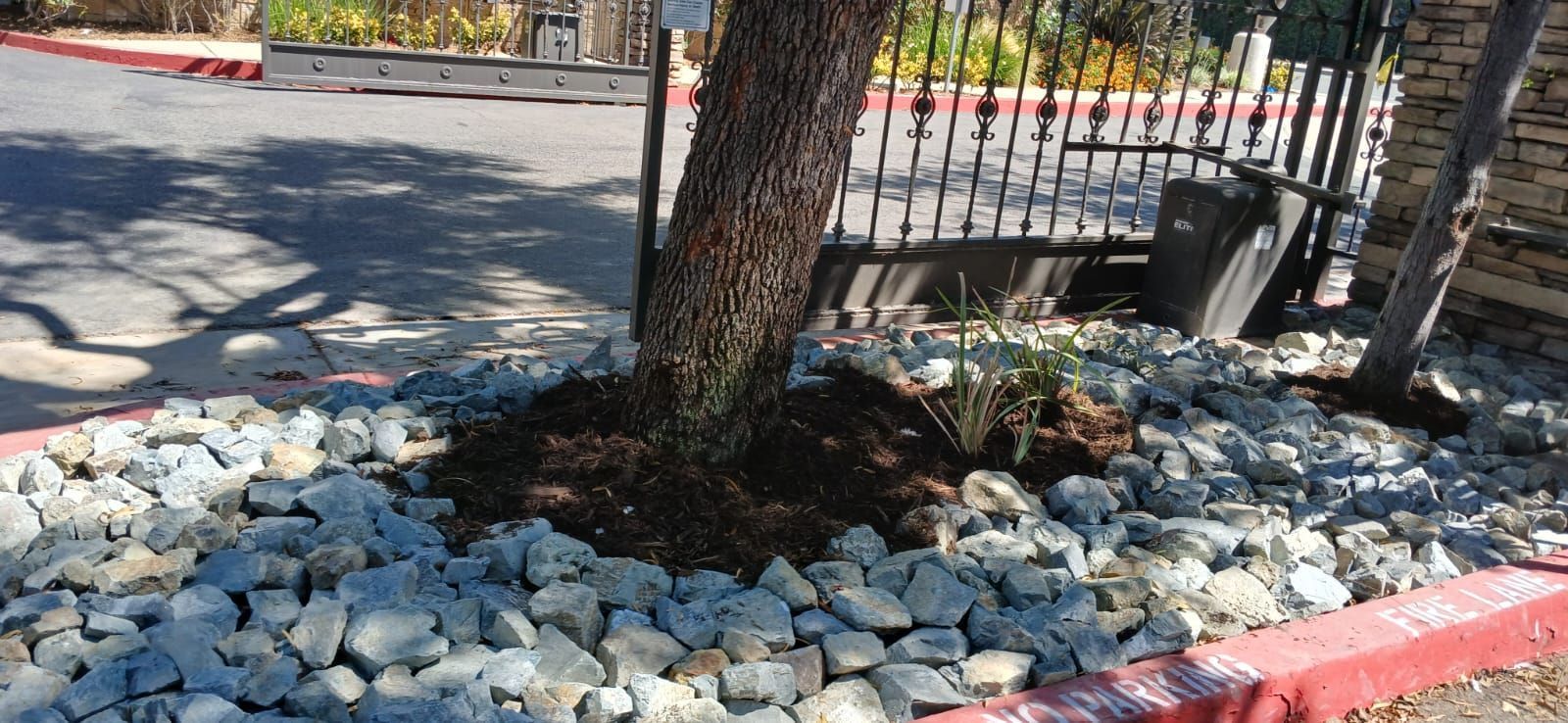 Tree trunk surrounded by mulch and rocks, near a sidewalk with a red curb and black wrought-iron fence.