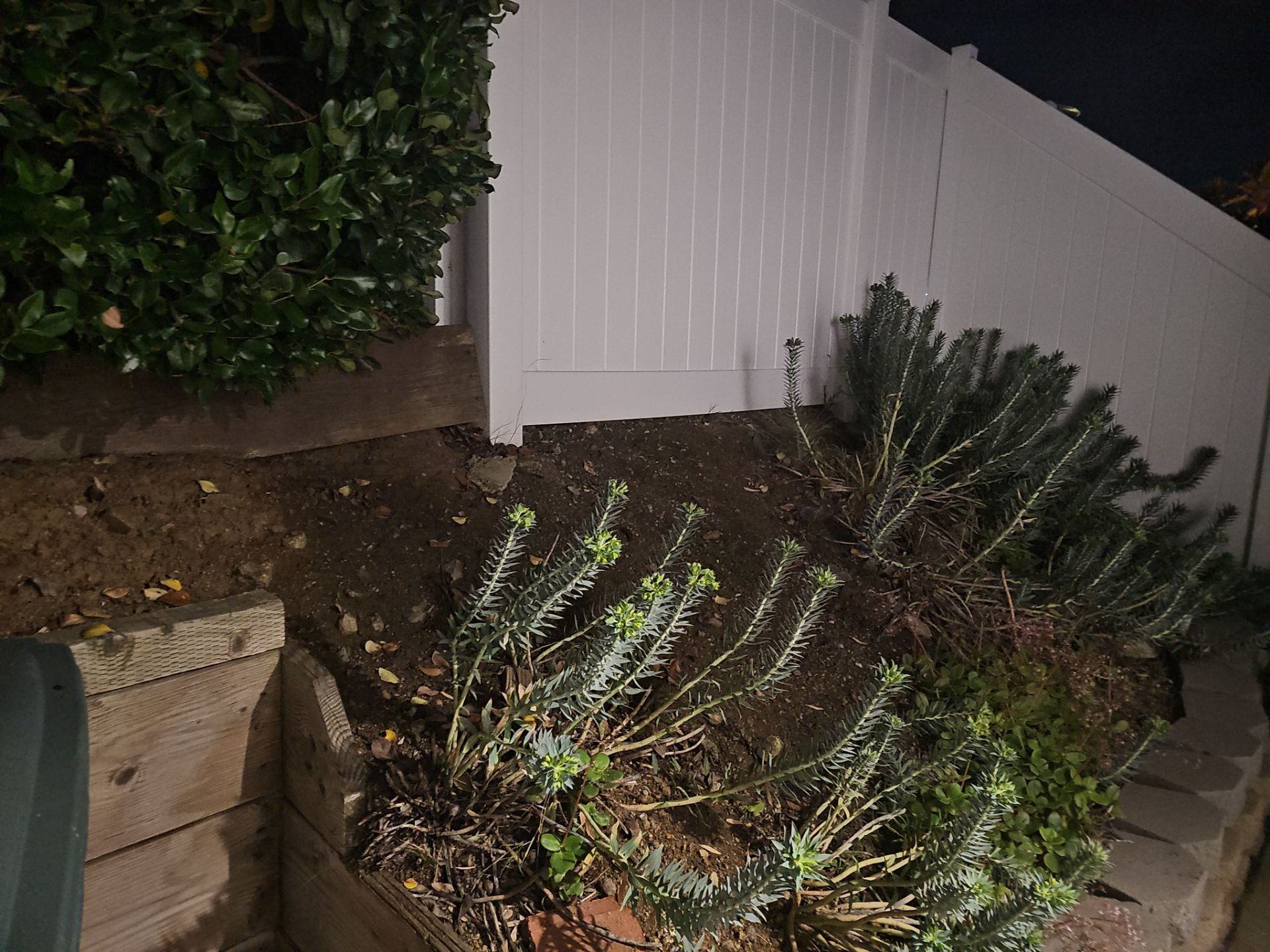 White fence next to a dirt bed with low-lying green plants and a hedge.