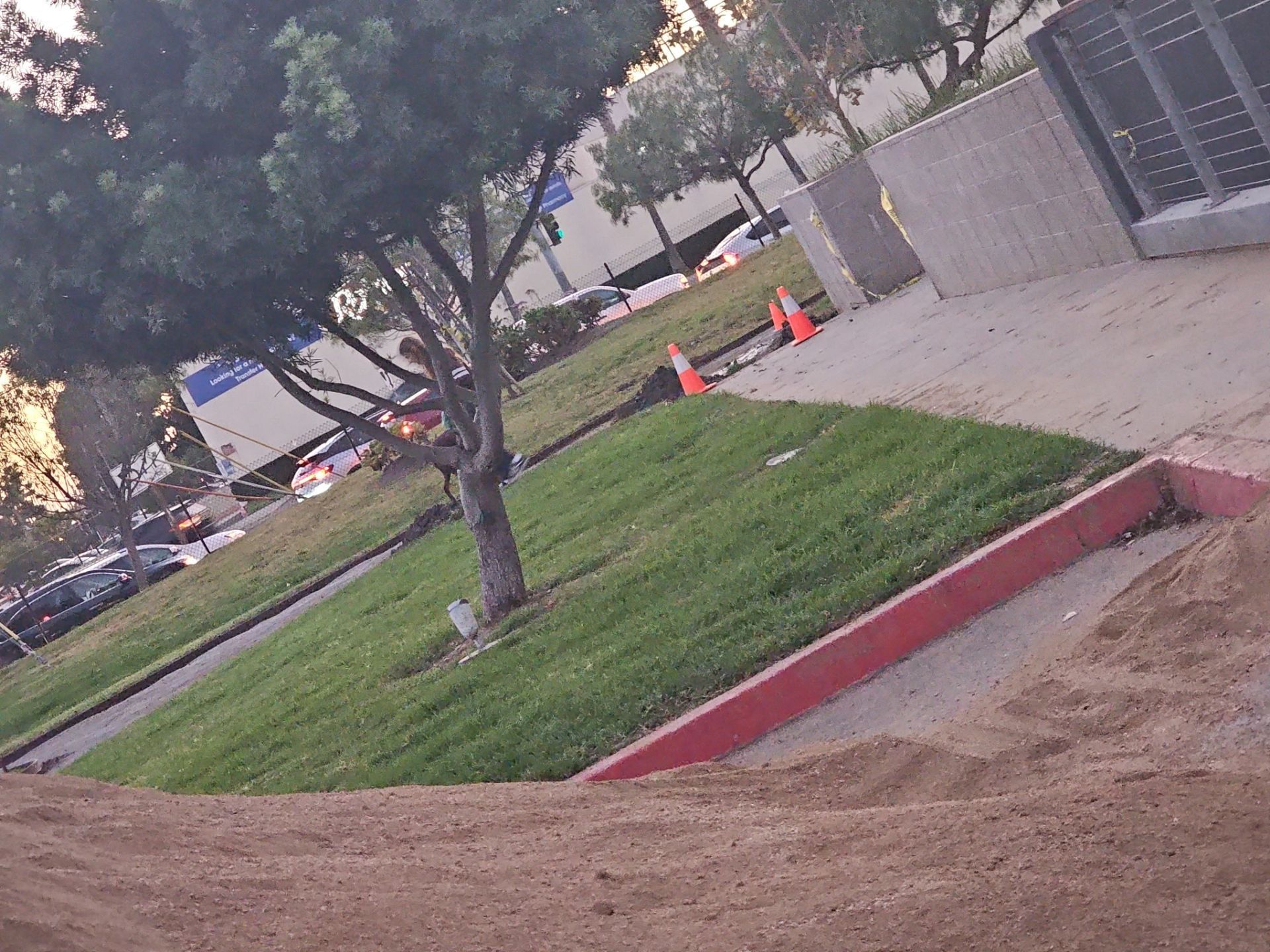 Green lawn with a tree, red curb, sand, and a street with parked cars and a bus.