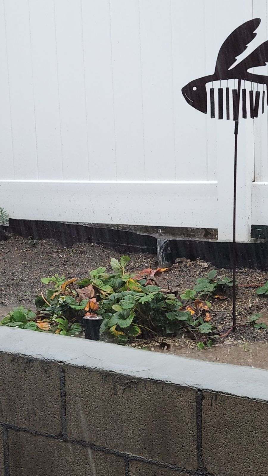 Raised garden bed with strawberry plants, decorative metal bird, and white fence in background.