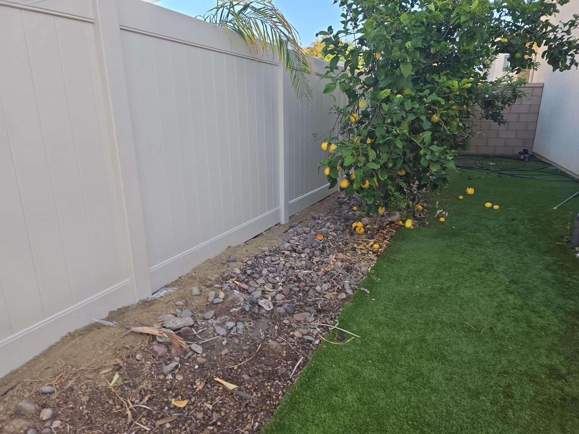 Lemon tree next to a white fence, with fruit scattered on the grass and dirt.
