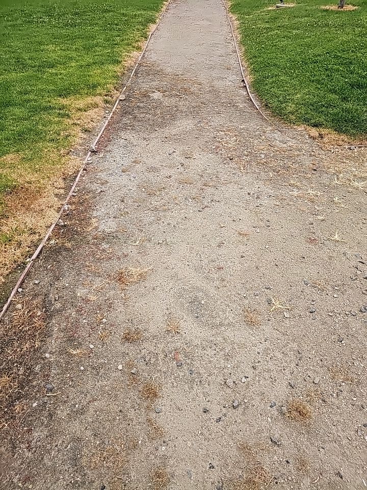 Gravel pathway curving through green grass.