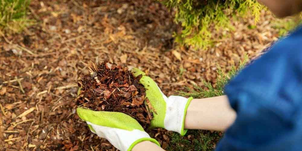 Pine Needles