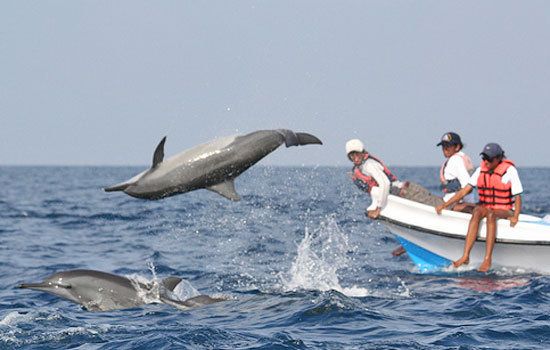 Dolphin watching tour in puerto princesa Tour Z