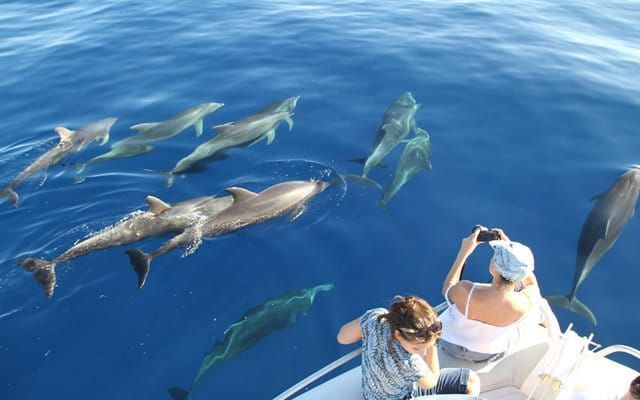 Dolphin watching puerto princesa Tour z