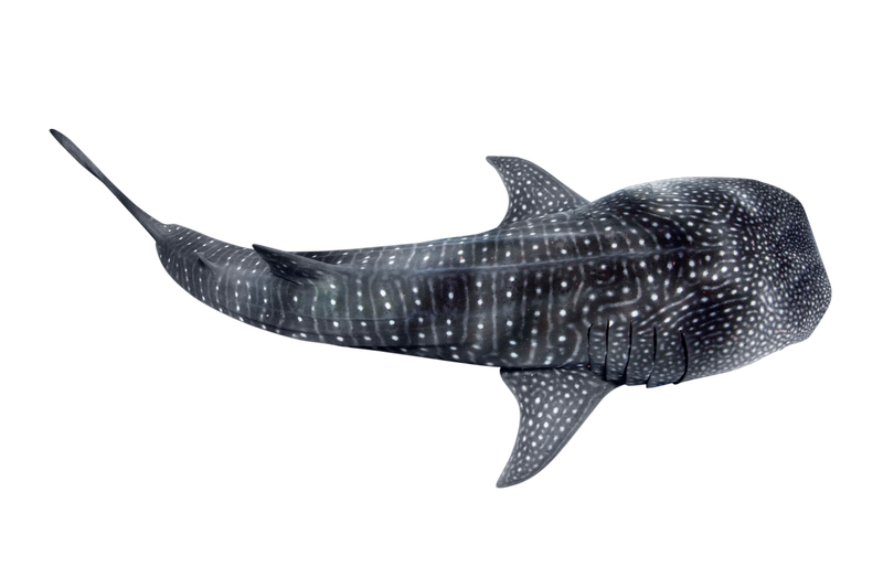 Tour Z Whale shark Puerto princesa 2 in 1 dolphin watching