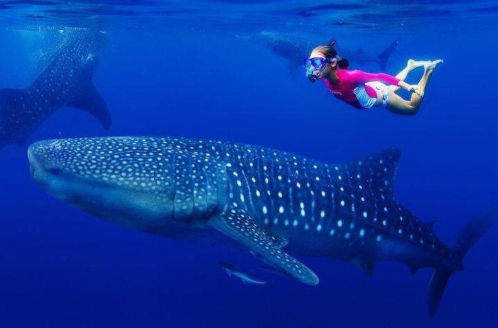 Whale shark swimming tour puerto princesa