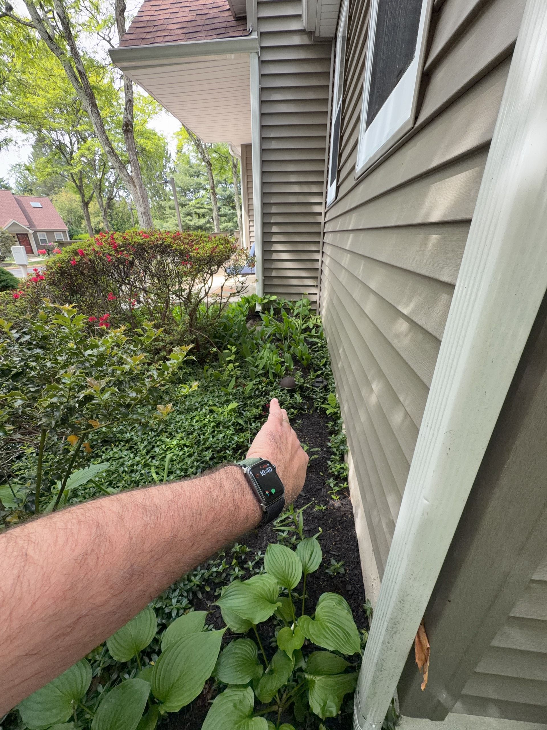 Arm extended beside house siding, pointing toward overgrown shrubs and plants along a narrow side yard.