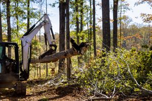 An excavator is cutting down a tree in the woods.