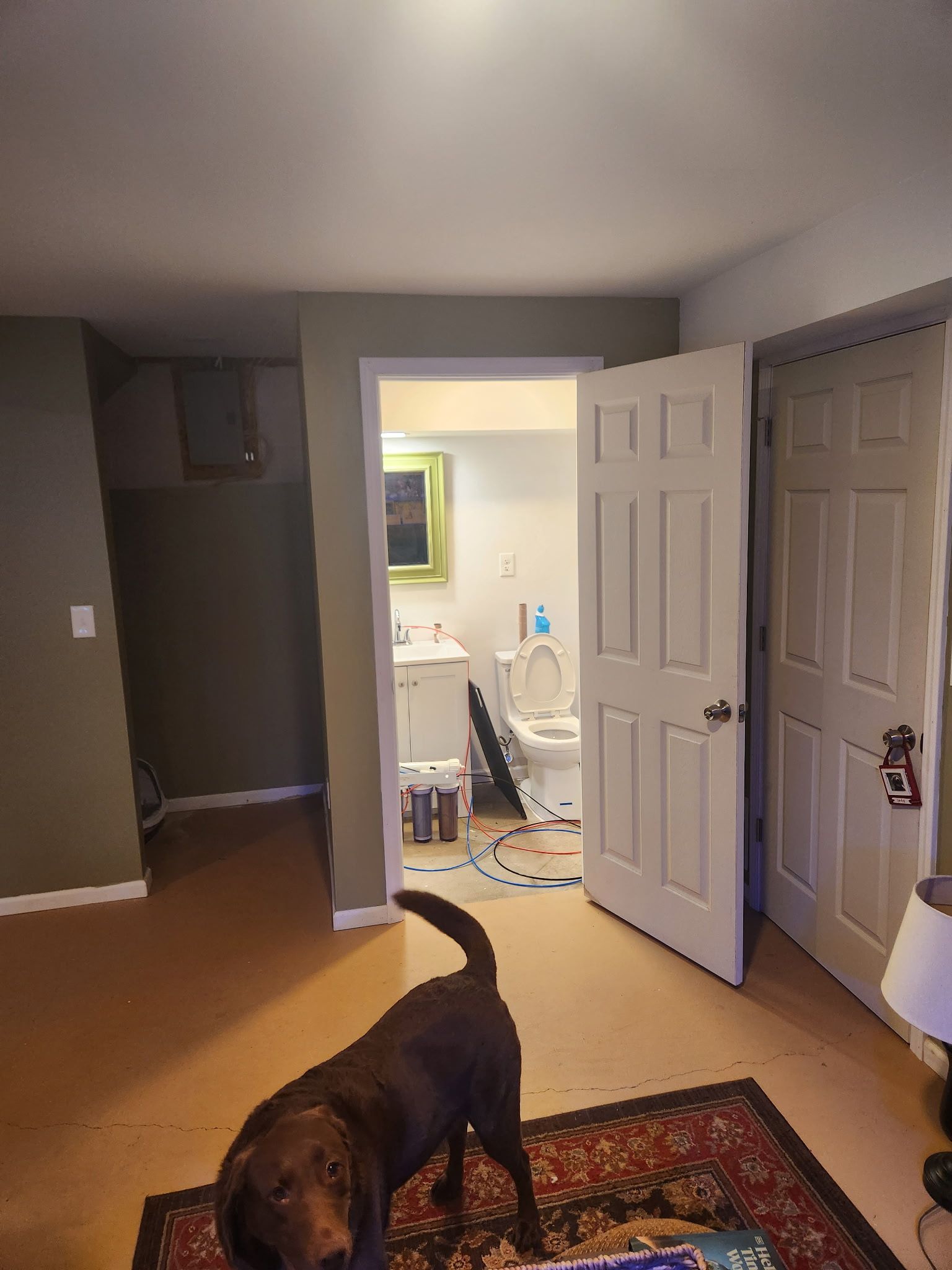 Brown dog in a room with a hallway and bathroom visible.