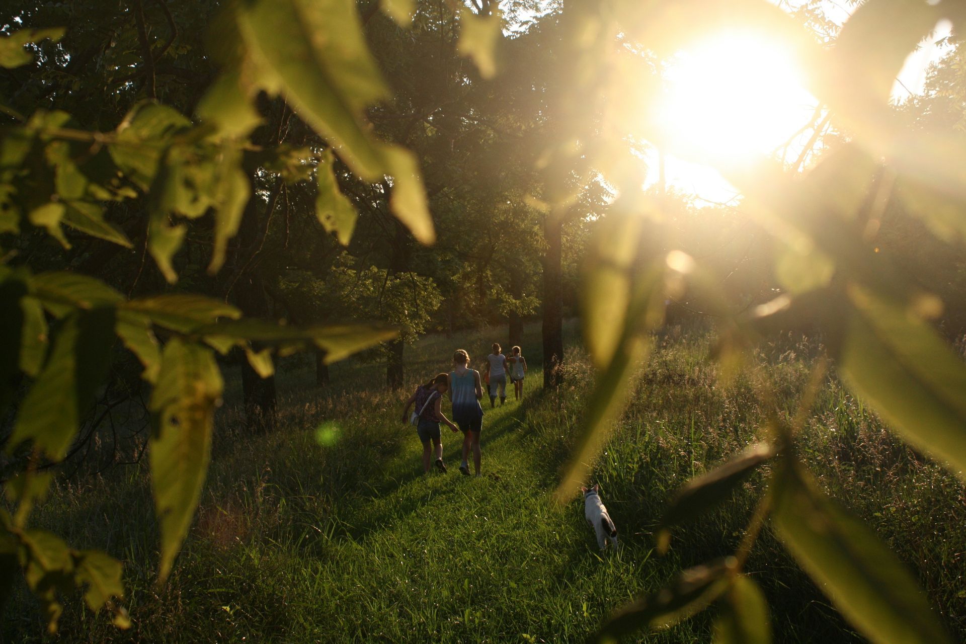 Hikers on a sunlit grassy trail through a forest, viewed through tree leaves.